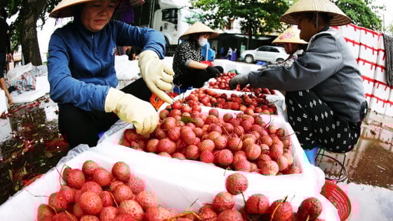 Tỉnh Bắc Ninh mới bán vải thiều Lục Ngạn vượt kế hoạch, đạt hơn 105%