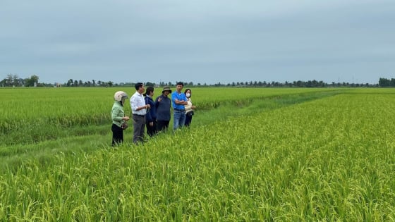 Ở TP Hải Phòng mới, nông dân xã này đã thu 22,6 triệu đồng/ha nhờ trồng giống lúa TBR225