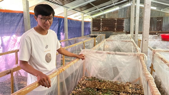 Con vật 'đoản thọ', hiền khô này tối ngày nhai lá, nuôi thành công ở An Giang, bán 90.000 đồng/kg