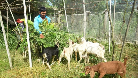 Câu chuyện làm giàu từ nông nghiệp: Nhờ vốn Agribank, nho xanh, dê và nông sản 'hái ra tiền'