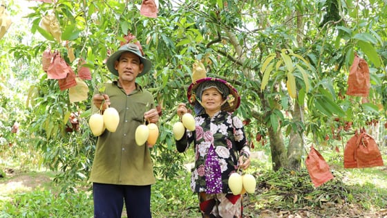 Đây là một xã của tỉnh Đồng Tháp mới, dân đang giàu lên, nông thôn hiện đại, trái cây ngon treo đầy vườn đẹp như phim