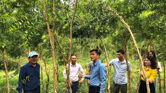 Ở Hà Tĩnh, dân trồng loại cây gì mà trông rậm như rừng, 'nấu' ra thứ nước bán đắt tiền đến thế?