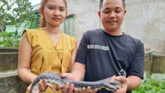 Nuôi thành công con đặc sản ăn cá như ranh, hiền như cục đất, vợ chồng Đồng Tháp bán 400.000 đồng/kg dễ như ăn kẹo