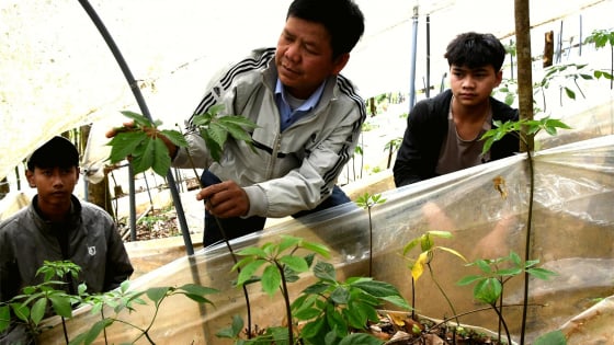 Tỷ phú Kon Tum là một nông dân trồng sâm trên núi Ngọc Linh, trước khi sáp nhập 2 tỉnh Kon Tum, Quảng Ngãi