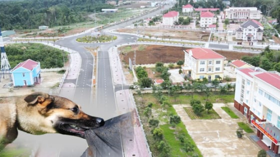 Ổ bệnh Dại xã phía Tây tỉnh Quảng Ngãi: Có bao nhiêu người đã bị chó cắn, đã tiêu huỷ bao nhiêu con chó?