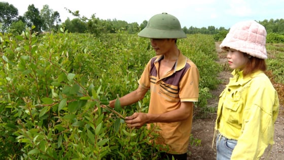 Ở tỉnh Tây Ninh mới, cô gái trồng cây gì mà như rừng, nấu ra nước thơm, đoạt giải Nhất một cuộc thi