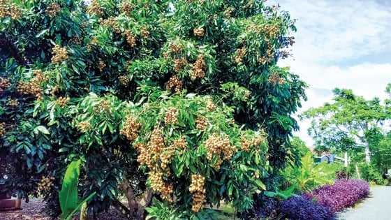 Trồng cây kiểu chạy theo phong trào, xem lại các cây hot một thời 'làm mưa làm gió' ở ĐBSCL