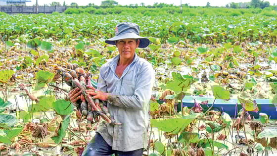 Trồng rau ngò gai, trồng sen lấy củ đang, dân phường Sóc Trăng ở Cần Thơ có tiền nhiều hơn