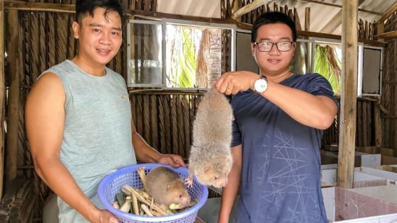 Nuôi loài thú đặc sản này ở Cà Mau, cho ăn thêm cơm nguội, bán 1,8-2 triệu/cặp