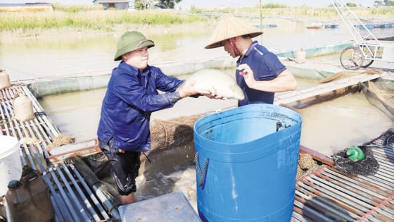 Ở một nơi trên sông Đuống qua tỉnh Bắc Ninh (mới), dân bắt bán cá to bự thế này đây