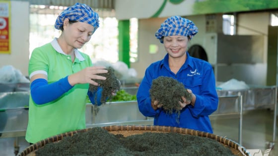 Một HTX chè ở Thái Nguyên làm phân bón từ vỏ chuối, trứng gà, người ta bán tín bán nghi, dùng thử bất ngờ luôn