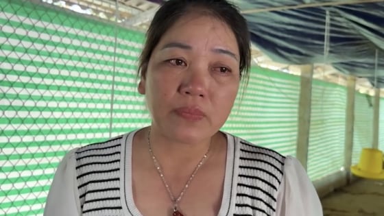 Nông dân Vạn Lộc khóc nhìn dòng nước dữ nhấn chìm 6.000 con gà