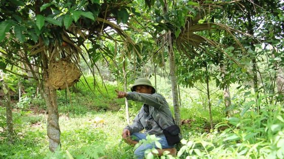Con động vật hoang dã này nếu bị 'trêu chọc' là nguy, ở Thanh Hóa, dân đem tổ treo trong vườn làm gì?