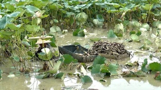 Quỳnh Lưu-xã nông thôn mới ở tỉnh Ninh Bình mới, dân trồng cây gì để thành điểm sáng trên bản đồ OCOP?