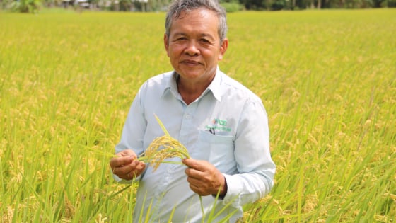 Ông nông dân An Giang đưa giống lúa Nhật vào trồng, kéo cả hợp tác xã 213 thành viên trở nên khá giả