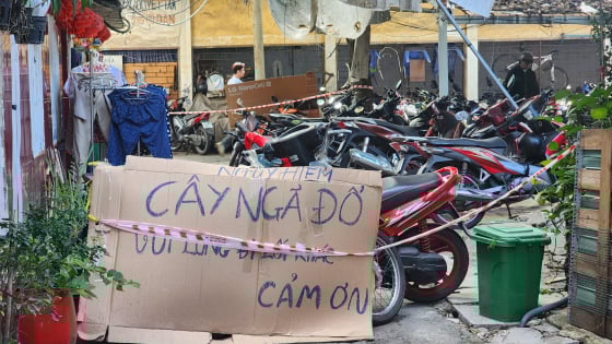 Cây gòn cổ thụ bật gốc sau giông lốc, uy hiếp hàng chục hộ dân Thanh Đa