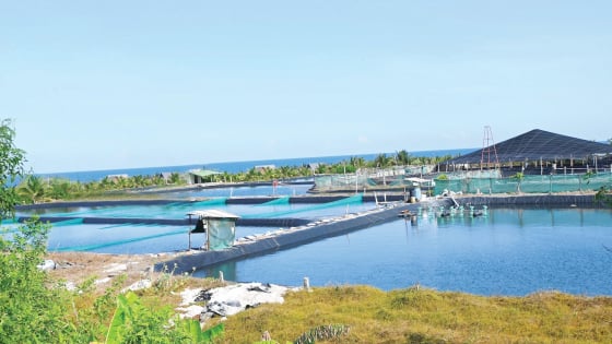 Tỉnh Lâm Đồng mới sau sáp nhập tỉnh Bình Thuận có mô hình nuôi tôm công nghệ cao tiền tỷ hoành tráng thế này đây