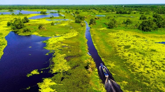 Sáp nhập tỉnh Kiên Giang, tỉnh An Giang mới có một khu rừng đẹp như phim, chim hoang dã bay la liệt, cá rô biển đặc sản