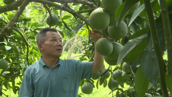 Lão nông trồng bưởi ở Tuyên Quang bỏ phân hóa học bón phân trùn quế, vườn bưởi đẹp như tranh, lời 200 triệu/năm