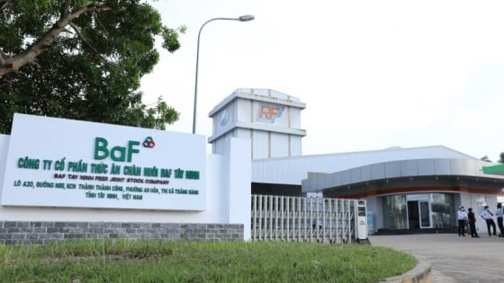 BAF lãi đậm, lợi nhuận chăn nuôi cao kỷ lục tăng tới 445%