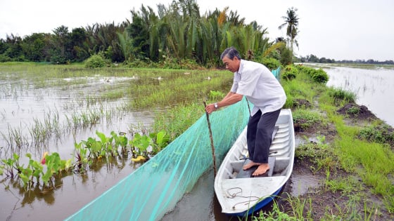 Mùa nước nổi tràn đồng ở An Giang, các loại cá giống gì đang tăng giá, vì sao lươn giống, rắn ri voi giống đứng giá?
