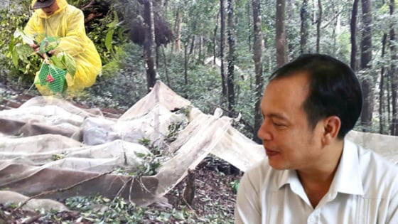Phó Bí thư Thường trực tỉnh Quảng Ngãi (mới) chỉ đạo nóng về khắc phục hư hại cho người trồng sâm Ngọc Linh