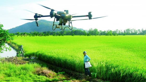 Trên cánh đồng An Giang, máy bay không người lái bay vù vù phun thuốc, nông dân chỉ việc đứng xem
