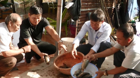 Nuôi thành công cá rô đồng ở tỉnh Bình Thuận (cũ), bơi dày đặc, bắt toàn con to bự thế này đây