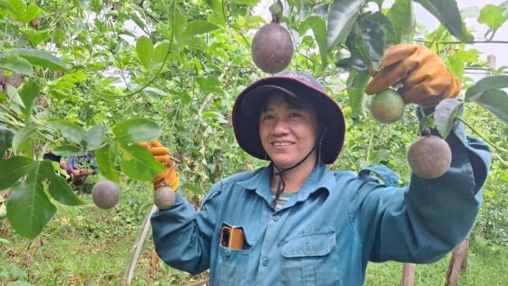 Thành công sau sáp nhập Bình Định, tỉnh Gia Lai mới nở rộ kiểu làm nông nghiệp gì mà dân giàu lên, ăn yên tâm hẳn?