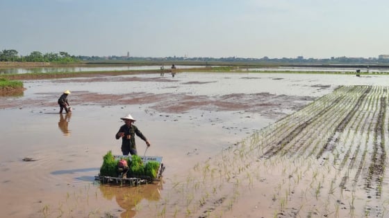 Tỉnh Ninh Bình quyết không để ruộng bỏ hoang sau bão Wipha, khẩn trương gieo cấy bổ sung trước ngày 5/8