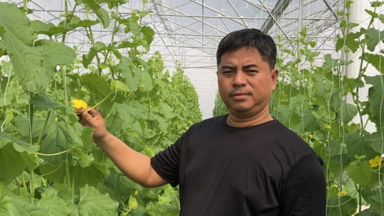 Bí quyết trồng dưa thơm ngọt, đạt chuẩn tiêu thụ toàn cầu- GlobalGAP của một nông dân Khánh Hòa