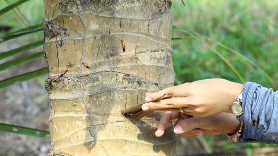 Con vật quái ác gì đang hại cây dừa ở tỉnh Vĩnh Long (mới) khiến dân tìm cách diệt trừ?