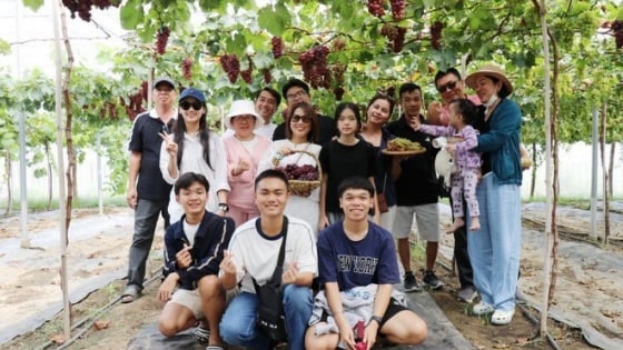 Hơn cả cây cảnh, ở tỉnh Khánh Hòa mới, tấp nập khách vào vườn đẹp như phim trồng nho giống mới, sau sáp nhập Ninh Thuận