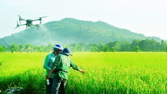 Cánh đồng đâu có dấu chân ở tỉnh An Giang mới, máy bay không người lái lượn vù vù