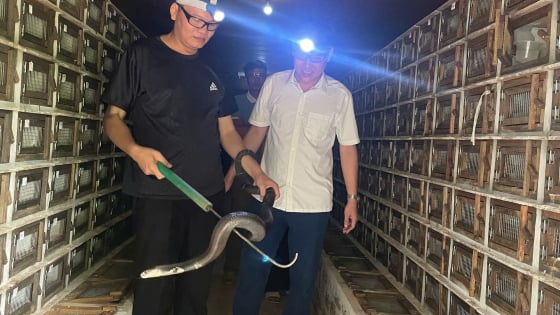 Nuôi rắn hổ mang to dài, một nông dân Thái Nguyên đạt danh hiệu nông dân sản xuất kinh doanh giỏi