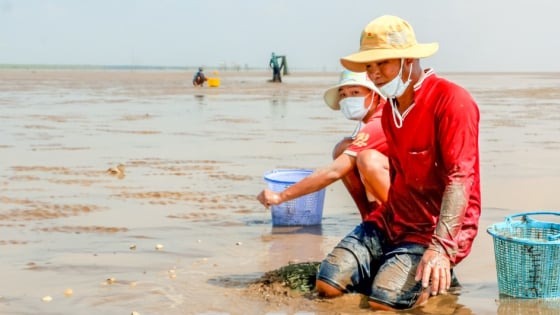 Khoanh nuôi con đặc sản gì ngoài bãi biển mà 1 HTX ở tỉnh Cà Mau mới, đang khiến nông dân nghèo đổi đời?