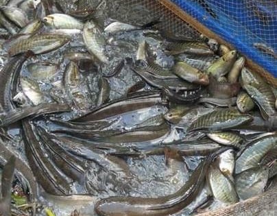 Đây, cách dẫn dụ cá đồng khiến người ta đang quan tâm ở tỉnh Cà Mau