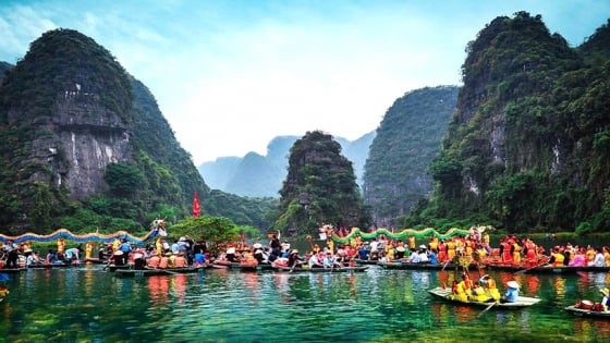 Đến một nơi sông nước ở tỉnh Ninh Bình, có người chỉ thích coi loài cây này