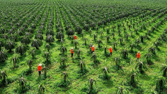 Thủ phủ trồng thanh long tỉnh Lâm Đồng quyết xây dựng xã nông thôn mới kiểu mẫu, thu nhập 75 triệu đồng/người/năm