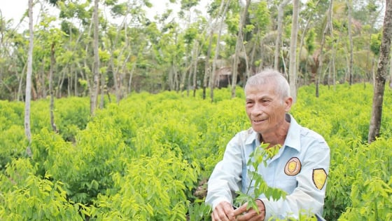 Thứ rau ăn ngọt như mì chính mọc tốt um trong rừng gỗ quý ở Đồng Nai, chỉ bán rau mà ông nông dân là tỷ phú