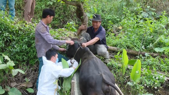 Sơn La chạy đua dập dịch viêm da nổi cục bảo vệ đàn gia súc nửa triệu con