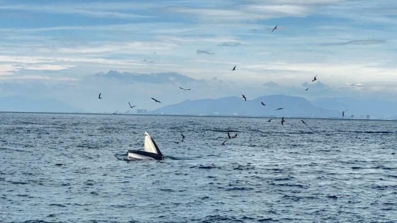 Đây là lần thứ tư con cá voi khổng lồ xuất hiện ở biển Nha Trang, Khánh Hòa