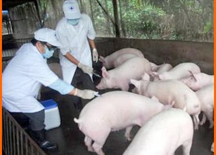 Phòng, chống loại bệnh nguy hiểm viêm não Nhật Bản trên đàn lợn có khả năng lây sang người như thế nào?