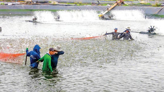 TP Cần Thơ đang thực hiện một đề án quan trọng về con tôm nước lợ, sau khi 'đón' tỉnh Sóc Trăng về 'chung nhà'