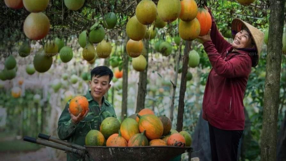 Xã mới này ở tỉnh Lâm Đồng trồng gấc kiểu gì mà quả treo quá trời, bán là hết