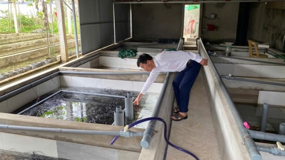 Nuôi con đặc sản bình dân kiểu lạ, một nông dân Nghệ An phát tài hẳn lên