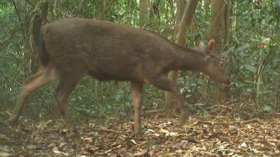 Một con mang Trường Sơn-động vật hoang dã có tên trong sách Đỏ đi qua bẫy ảnh ở khu rừng này của tỉnh Quảng Trị