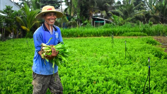 Loại rau gia vị tốt um ở Sóc Trăng, lội vô ruộng thơm sực nức, cứ hái là bán hết sạch