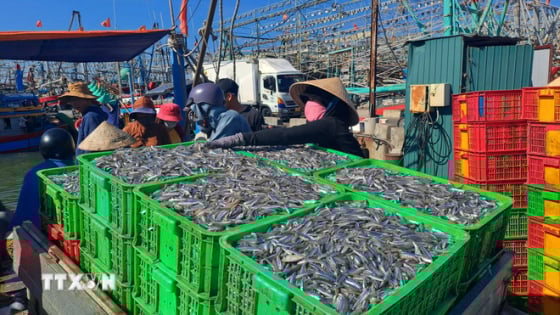 Đây là 2 loại cá biển ngon, dân 1 xã biển Quảng Trị bắt trúng, cứ khênh lên cảng thương lái khuân đi hết