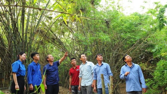 'Hòn đảo' trên đất liền ở Hải Phòng, nơi la liệt chim hoang dã, đang có điều gì mới lạ khiến du khách bất ngờ thích thú?